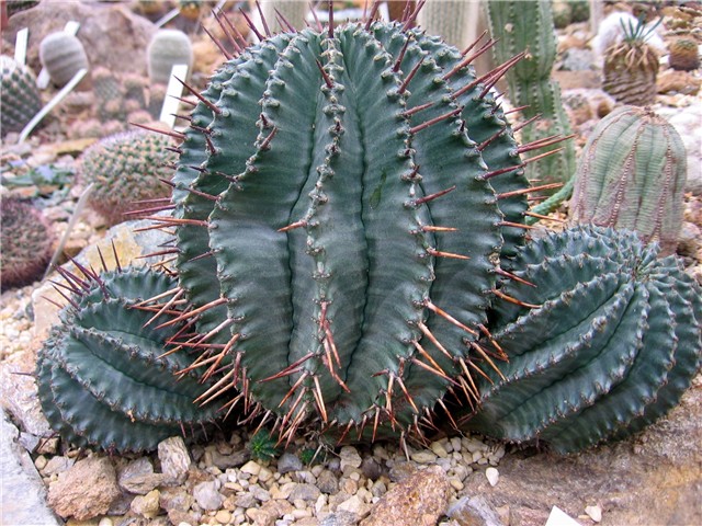 Euphorbia horrida